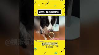 边牧：你看我邢吗 ？ #娱乐评论大赏 #搞笑 #万万没想到 #狗狗 #边牧#shorts