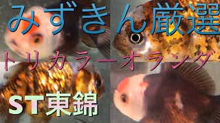 【かわいい金魚】トリカラーオランダとショートテールオランダ【みずきん】