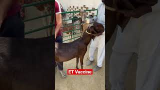 ET Vaccine #goat #agriculture #goatfeed #goatkid #machine #viral