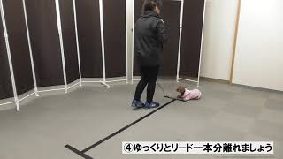 家庭犬訓練士ライセンス取得対策講座　トレーニング実技