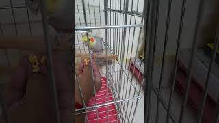 Building Trust with Shiva: Day by day getting closer,  Cockatiel