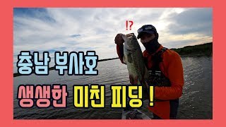 4K UHD \\\\ [2018.7.7] 부사호 탑워터 배스 피딩! 2차 편집                    Busaho Bass Feeding!