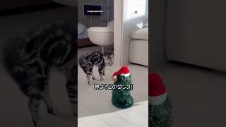 変なダンスにゾワゾワ｜PECO #アメリカンショートヘア #猫 #愛猫家 #猫のいる暮らし #americanshorthair #cat #catlover #catlife