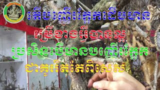 #223 -តើបញ្ញើរក្អែកដើមមាន ប្រើខាងអ្វីបានល្អ? ប្រសិនបើមានបញ្ញើរក្អែកជាគូររិតតែពិសេស.....!