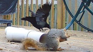 Impatient Grackle Attacks Squirrel