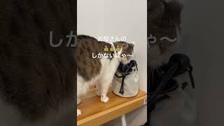 お母さんの鞄の中身は？#shorts #ねこ #ねこのいる暮らし #ねこのきもち #猫 #cat