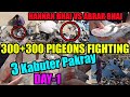 300+300 Kabooteron Ki Larrayya DAY-1 Hannan VS Abrar 3 Kabootar Pakray Catching 3 Gola Pigeons Loft