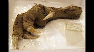 Astonishing Discovery of Mount Owen Claw! Extinct Moa so Well-Preserved could be Cloned \u0026 Revived!