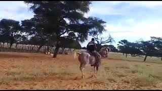 ovaherero horse parade 💥 Ondovazu