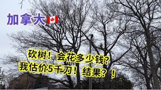 加拿大 生活｜看看加拿大工人如何砍树的？#砍树得花多少钱？