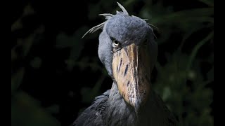 WHY SHOEBILL STORKS ARE A MENACE TO SOCIETY