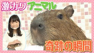 【激カワアニマル】カピバラの可愛すぎる奇跡の瞬間お見せします