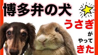 しゃべる犬 最高に面白いワンコ しゃべる犬 最高に面白いワンコ