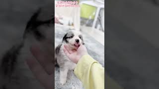 😍超漂亮ㄉ隕石邊境寶寶😍 #合法犬舍 #pets #cute