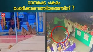 വാതിലിനിടയിൽ കുടുങ്ങി കുരങ്ങ് ചത്തു; കടയുടമയെ ആക്രമിച്ച് കുരങ്ങൻ പട