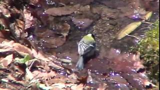 シジュウカラの水浴び　Lovely　The bathe of the Great Tit