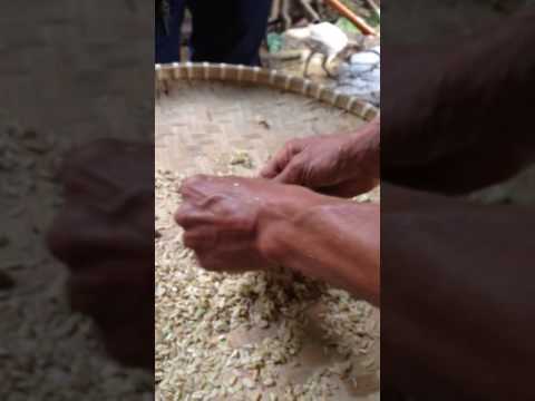 How pinipig is made How pinipig is made