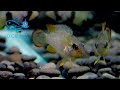 8 11【dc短鯛坊】wf1霸王短鯛 no.f12【dwarfcichlid】