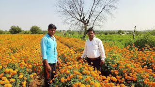 झेंडूच्या कळीचे फुलात रूपांतर करणे तसेच फुलाचे साईज वाढवणे.करपा नियंत्रण .