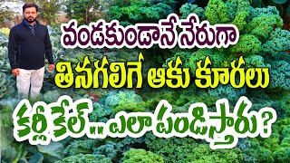 ఈ ఆకుకూరలతో సలాడ్ చేస్తారు | Curley Kale Farming