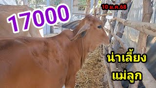 เปิดราคาวัวแม่ลูก น่าเลี้ยง/10ม.ค.68