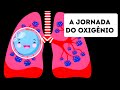 A Jornada do Oxigênio Através do Corpo Humano