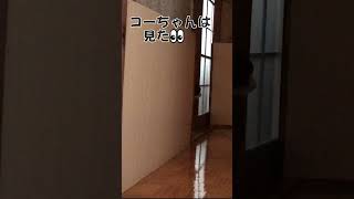 目撃者 #shorts  #サスペンス #ドラマ #おもしろ猫動画