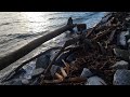 Walking on an  ocean beach searching for special wood to carve after a high tide.