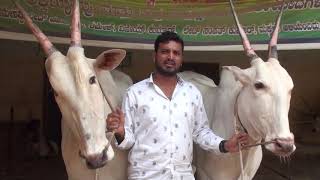 Hallikar bulls in Varthur Santhosh farm