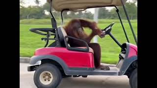 Orangutan Crashes Golf Cart #funny #comedy