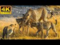 4K African Wildlife: Khaudum National Park - Real Sounds of Africa - 4K Video Ultra HD