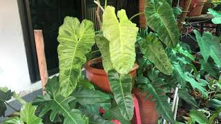 Philodendron Paraiso Verde# ฟิโลเดนดรอน#พาไรโซ#ไม้ด่าง#ไม้ใบสวย#ไม้สะสม