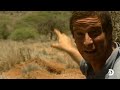 bear grylls is thrilled to find fresh zebra meat man vs. wild