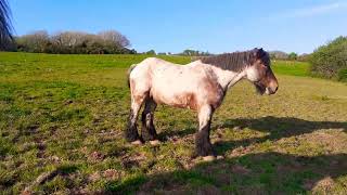 Dutch draft horses at the farm