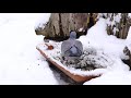 Örvös galamb havas etetőn common wood pigeon on snowy bird feeder budapest 2018.03.18.