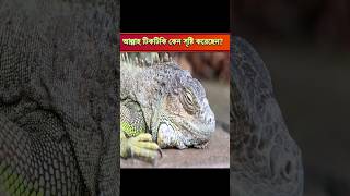 আল্লাহ টিকটিকি কেন সৃষ্টি করেছেন? #tranding #viral #shortsfeed #aponinfo