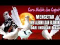 MURAI BATU BLOROK DAN ALBINO DARI INDUKAN BIASA || TERNYATA MUDAH