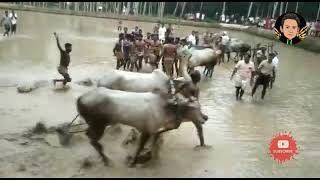 പഴയകാല കാളപൂട്ട് മത്സരം ഒന്ന് കണ്ടു നോക്കൂ