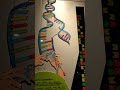 DNA replication 3D