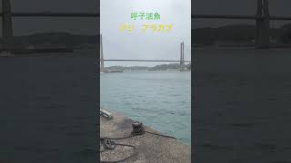 呼子活魚　アジ　アラカブ