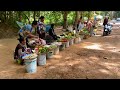 WILD Fruits Selling in Front of Preah Khan Temple in Siem Reap Province, Cambodia