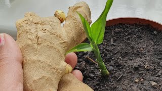 गमले में अदरक उगाने का सरल तरीका How to grow Ginger plant from Ginger