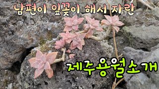 남편이 잎꽂이해서 자란 뽄쟁이다육 제주 용월을 소개해요 #다육이 #다육식물 #다육이키우기 #제주용월