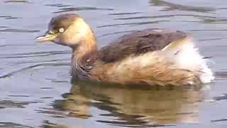 カイツブリの潜水