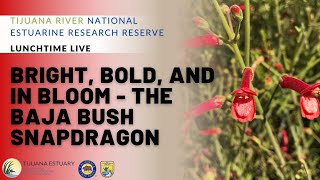 Lunchtime Live: Bright, Bold, and in Bloom - The Baja Bush Snapdragon