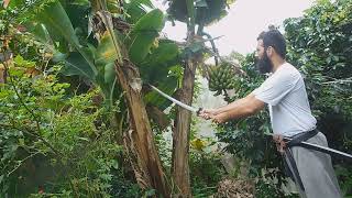 Katana vs Bananeira ( Banana tree)