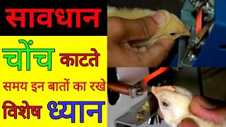 Precaution while beak cutting | cutting off chicken beaks | आखिर क्यों काटा जाता है मुर्गिओं का चोंच