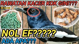 FULL SAYA BAHAS!!! BURUNG KACER DIRAWAT 0 EF FUNGSINYA APA? DR KACER NEW