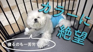 エリザベスカラーに子犬が絶望！意気消沈したビションフリーゼわたまる