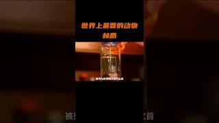 世界上最香的动物是什么，你知道吗？#每天跟我涨知识 #科普知识 #科普一下 #林麝 #人与自然 #科普知识 #科普